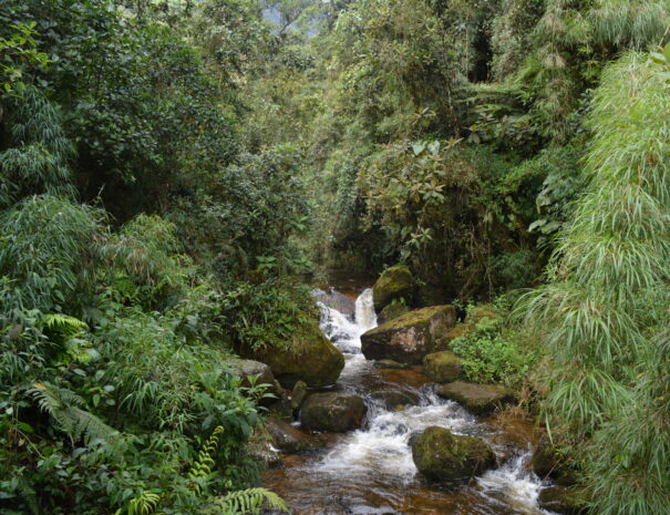 CAMINATA LA CHORRERA