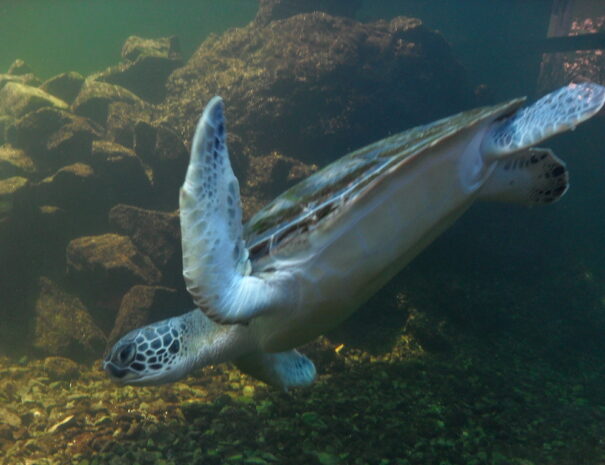 Acuario Mundo Marino