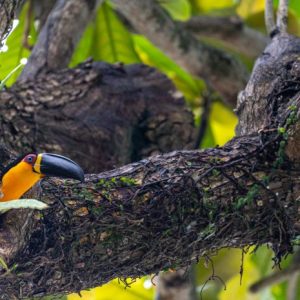 Reserva Natural Los Tucanes