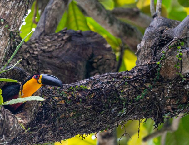 Reserva Natural Los Tucanes