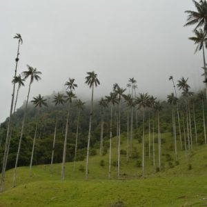 Tour salento, valle de cocora y filandia