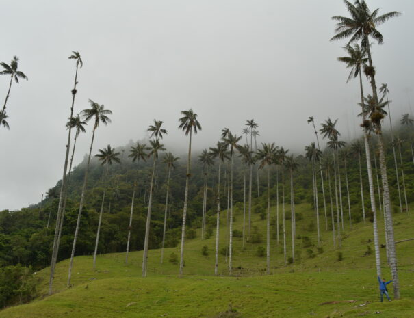 Tour salento, valle de cocora y filandia