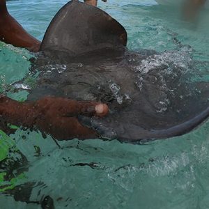 TOUR JOHNNY CAY / ACUARIO Y MANTARRAYAS