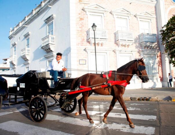 Paseo en Coche de Caballos