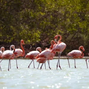 santuario de los flamencos